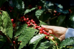 Cà phê Robusta là gì?Sự khác biệt Robusta vs Arabica